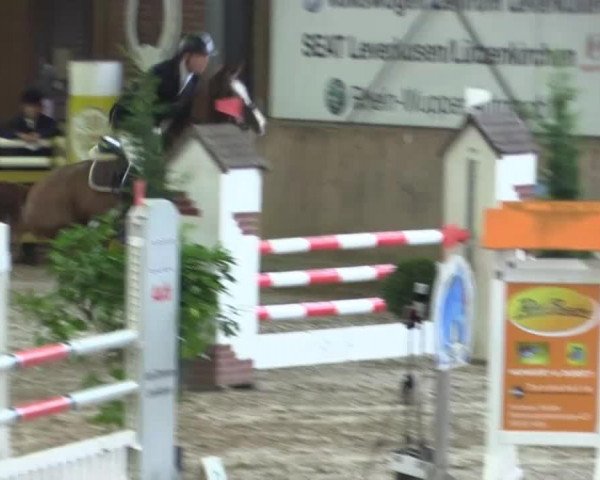 broodmare Only Olympic (Oldenburg show jumper, 2009, from Olympic Fire 5)