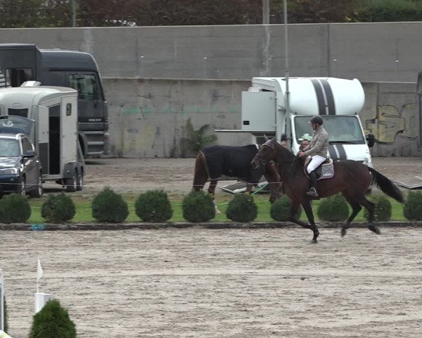 Reitturnier Basel Schänzli 2020