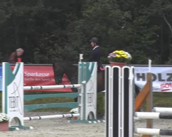 jumper Ibelia (Belgian Warmblood, 2008, from Lord Z)