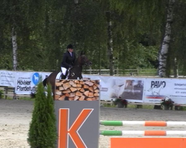 Springpferd Cheyenne Blue 6 (Holsteiner, 2009, von Carrico)
