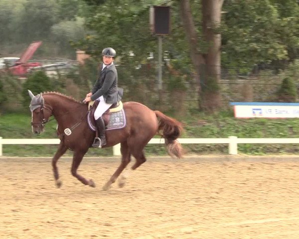 Reitturnier Behrendorf 2020