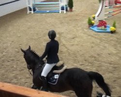 Zuchtstute Esme (KWPN (Niederländisches Warmblut), 2009, von Warrant)