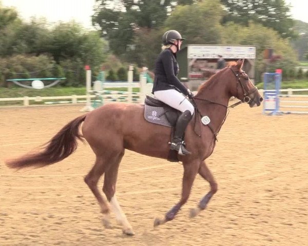 Reitturnier Behrendorf 2020