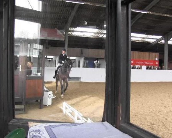 Dressurpferd Coperniko (Zangersheide Reitpferd, 2009, von Canoso)