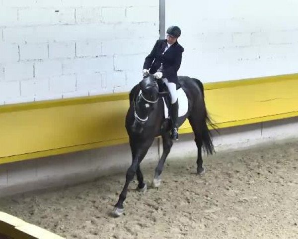 dressage horse Same Color (Hanoverian, 2007, from Samarant)