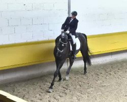 dressage horse Same Color (Hanoverian, 2007, from Samarant)