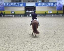Dressurpferd Darius 533 (Württemberger, 2007, von Daramis)