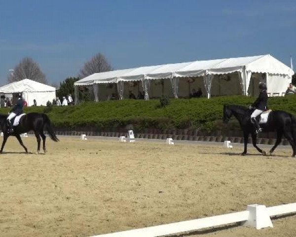 dressage horse Dattein (Hanoverian, 2009, from Don Henrico)