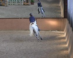 jumper Emily 142 (Hanoverian, 2005, from Escudo I)