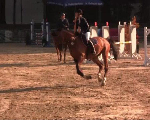 jumper Carentardo (Holsteiner, 2009, from Carentan)