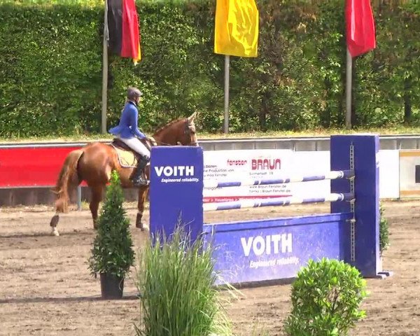Springpferd Zafiero (Oldenburger, 2005, von Zatinus)