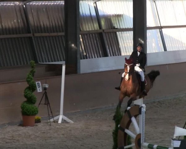 Springpferd Casanova SQ (unbekannt, 2001, von Acorado I)