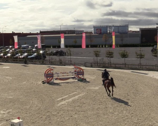 FEI Reitturnier Lier (BEL) 2020
