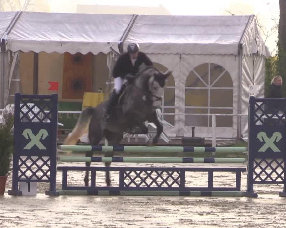 Springpferd Cupertino 3 (Westfale, 2009, von Contini)