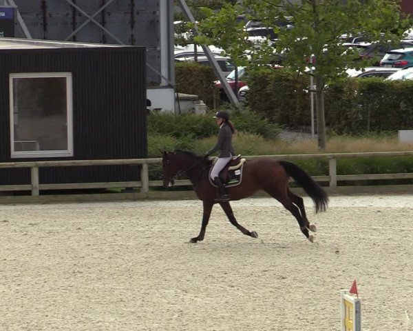 FEI Reitturnier Lier (BEL) 2020