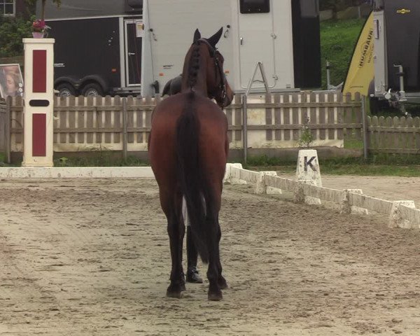 Reitturnier Schülp / Rendsburg 2020