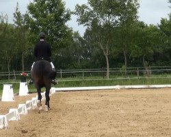 dressage horse First Class L (Hanoverian, 2009, from Fidertanz)