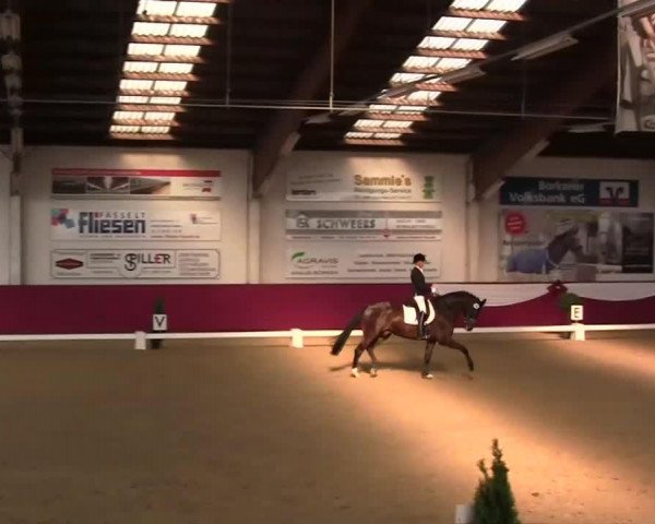 dressage horse Smoking 5 (Oldenburg, 2010, from Sir Donnerhall I)