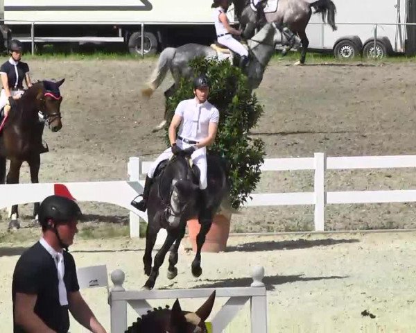 jumper Cami 5 (Westphalian, 2008, from Cavalier) jumper Cami 5 (Westphalian, 2008, from Cavalier)
