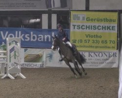 jumper Lacato 15 (Zweibrücken, 2009, from Lordano)