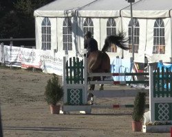 Pferd Quidam's cu (unbekannt,  )