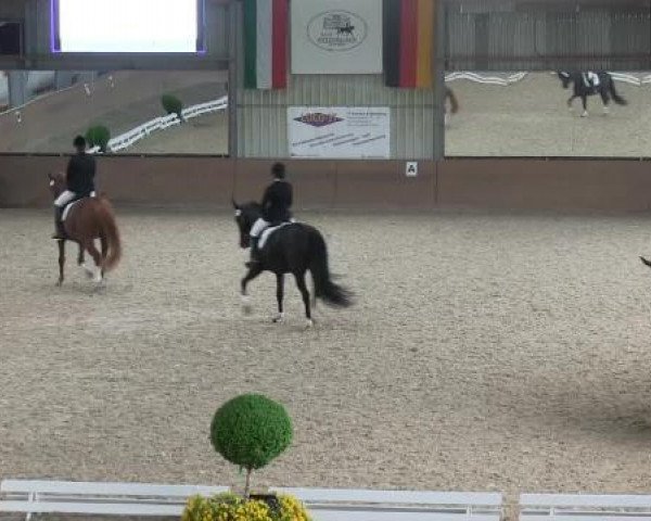Dressurpferd Duala 20 (Oldenburger, 2005, von Danone 4)
