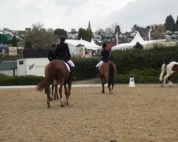 dressage horse Rony 15 (Freiberger, 2005, from Redaktor)