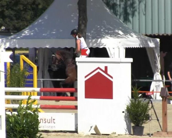 jumper Grando 247 (Westphalian, 2009, from Grasco)
