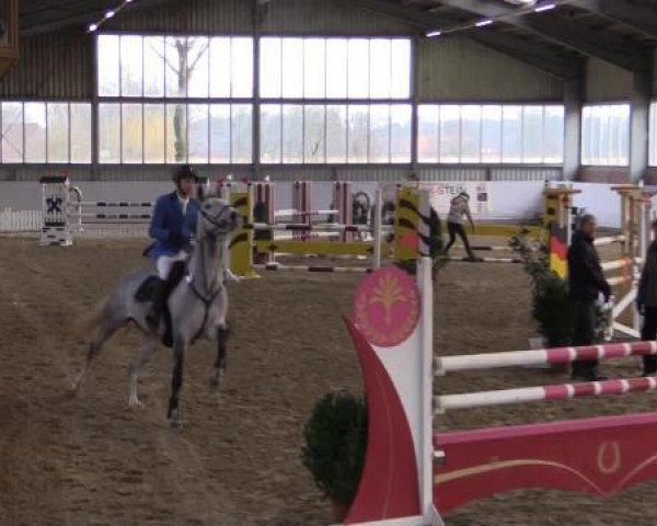 broodmare Seetje (Oldenburg show jumper, 2008, from Stalypso)