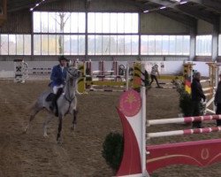 Zuchtstute Seetje (Oldenburger Springpferd, 2008, von Stalypso)