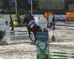 jumper Bofey Click (Swedish Warmblood, 2009)