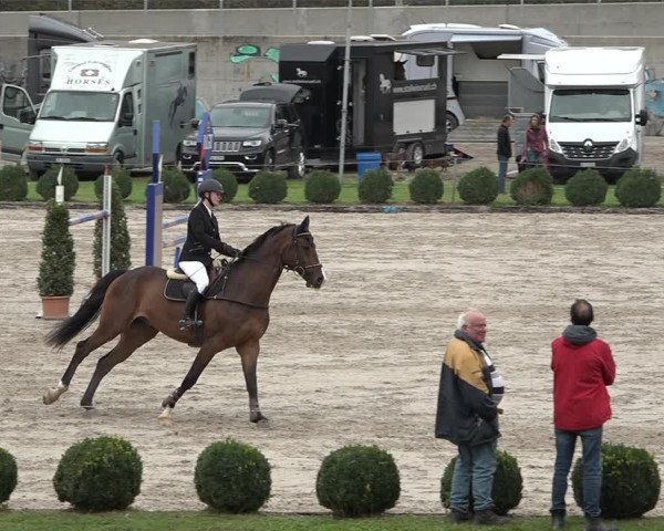 Reitturnier Basel Schänzli 2020