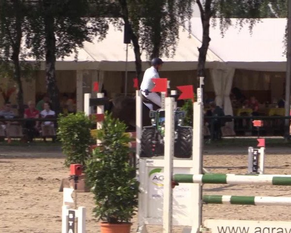 jumper Coralie TF (Westphalian, 2010, from Congress) jumper Coralie TF (Westphalian, 2010, from Congress)