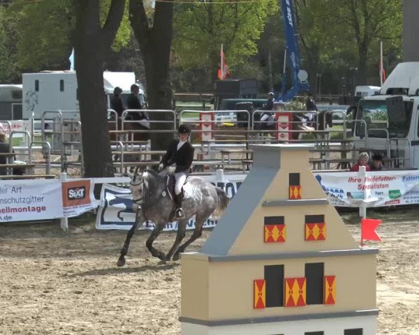 eventing horse Candy Girl 64 (Holsteiner, 2009, from C-Trenton Z)