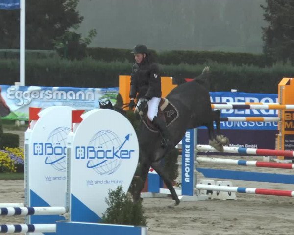 jumper Quickly S (Westphalian, 2009, from Quinta Real)