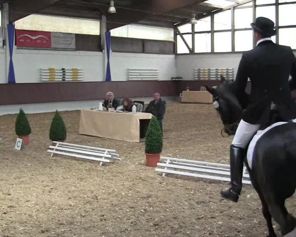 dressage horse Olivier 32 (KWPN (Royal Dutch Sporthorse), 1996, from Ids)