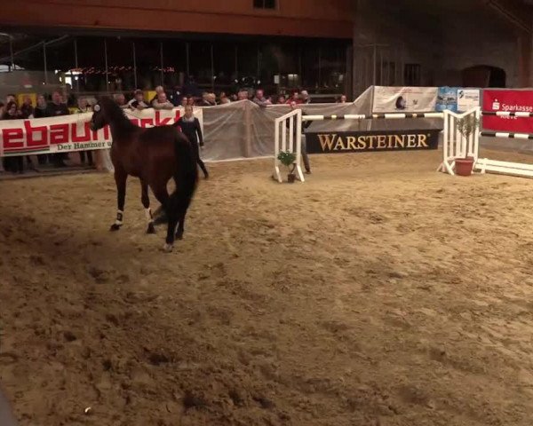 horse Alvares (Westphalian, 2011, from Alvarino 2)