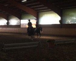 dressage horse Sansibar 113 (Hanoverian, 2009, from Sir Donnerhall I)