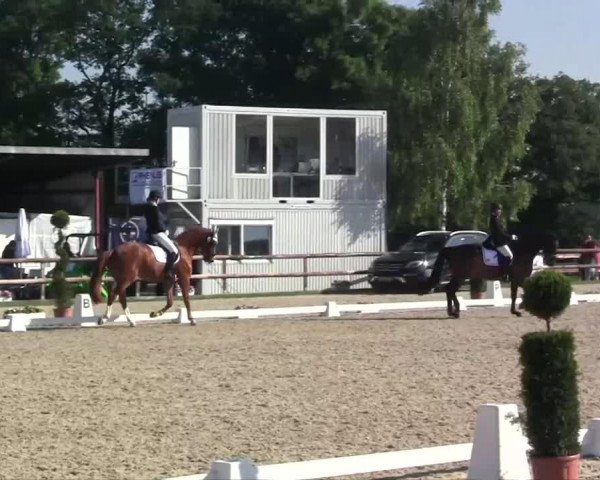 dressage horse Palim Palüm (Oldenburg, 2009, from Profit)