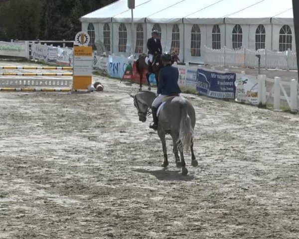 Springpferd Silver Minnie (Finnisches Warmblut, 2009, von Check In 2)