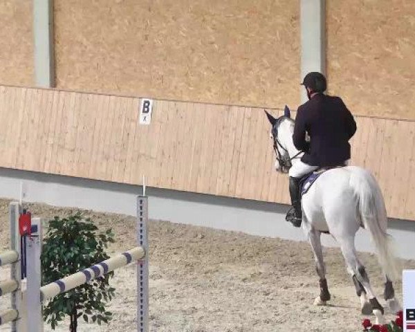 broodmare Laryda (Holsteiner, 2007, from Landos)