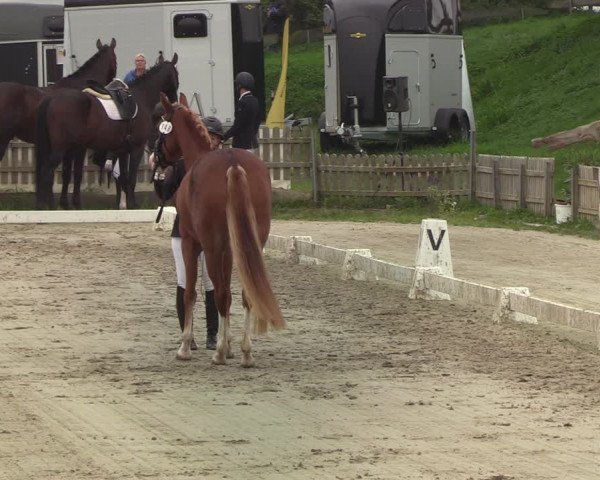 Reitturnier Schülp / Rendsburg 2020