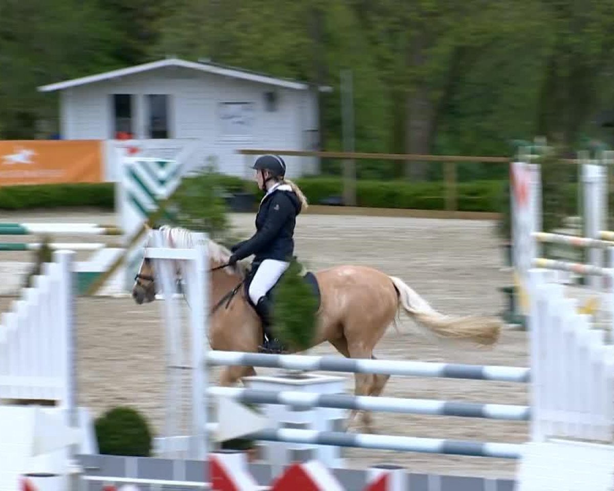 Hingst Dragonfly 4 (Tysk Ridepony, 2009, fra Dior)