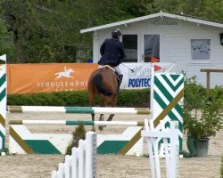 Springpferd Chin Chin 38 (Oldenburger Springpferd, 2008, von Chintan)