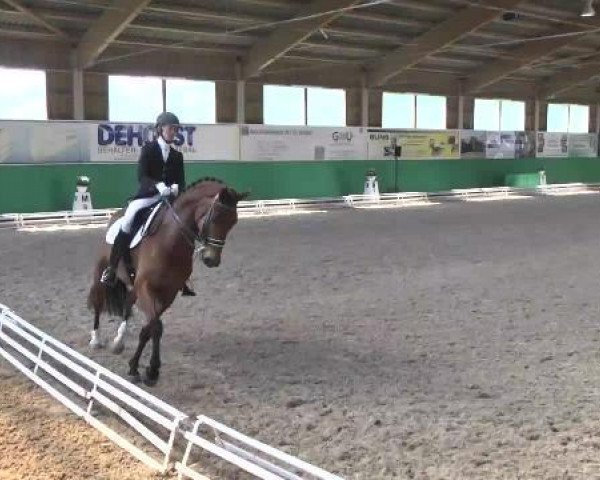 Dressurpferd Fiji (KWPN (Niederländisches Warmblut), 2008, von Florencio I)
