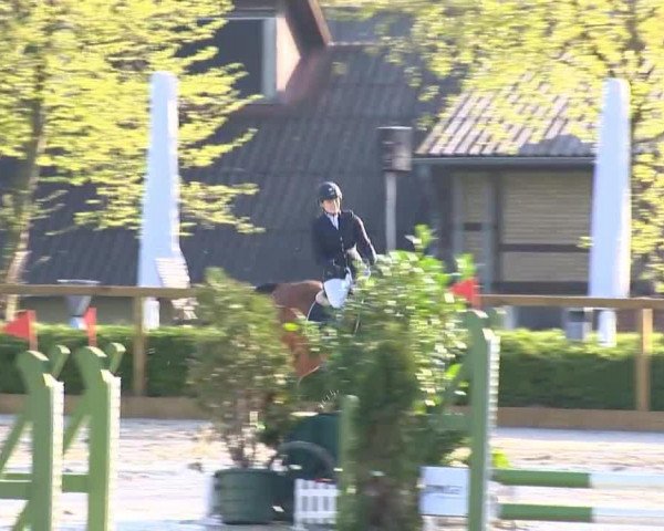 jumper Isabel 29 (Hanoverian, 2009, from Iberio)