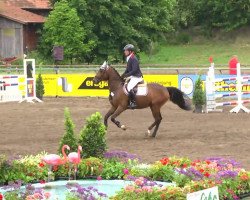 jumper Divario 2 (Holsteiner, 2009, from Diarado)
