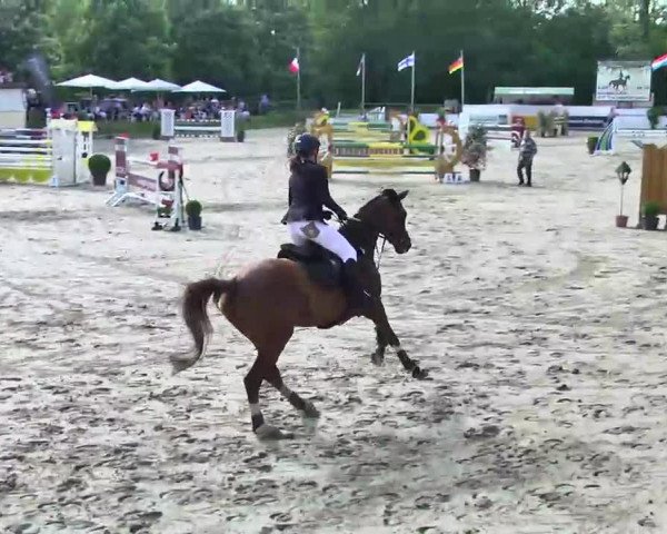 jumper Traviata de Sohan (Belgium Sporthorse, 2003, from Warkando Wonderboy)