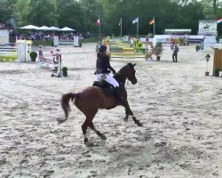 jumper Traviata de Sohan (Belgium Sporthorse, 2003, from Warkando Wonderboy)