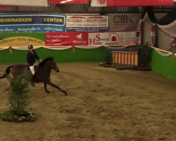 jumper Calvin 86 (Holsteiner, 2005, from Cartani 4) jumper Calvin 86 (Holsteiner, 2005, from Cartani 4)